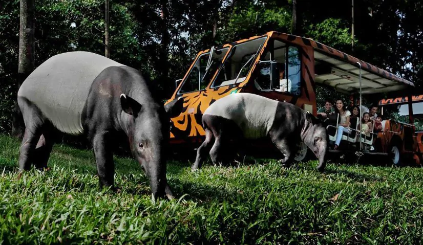Magical Singapore Night Safari Sex – Wildlife And Romance